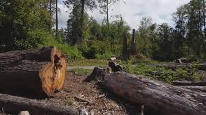 How Our Tree Care Process Works  in  Onancock, VA