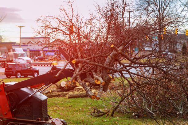 Best Tree Trimming and Pruning  in Onancock, VA