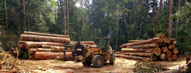 Best Tree Mulching  in Onancock, VA