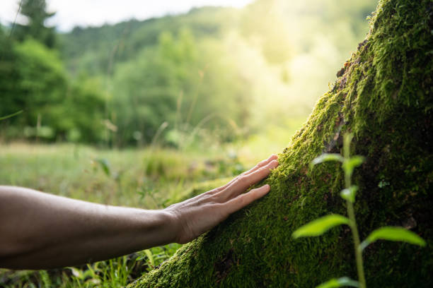 Best Tree Health Inspection  in Onancock, VA