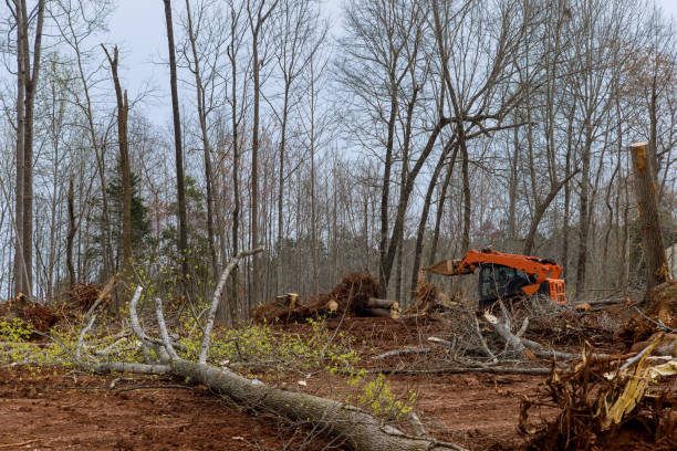 Professional Tree Services in Onancock, VA