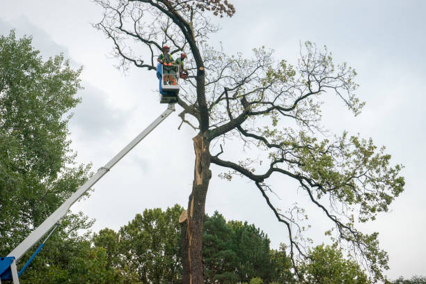 Best Commercial Tree Services  in Onancock, VA