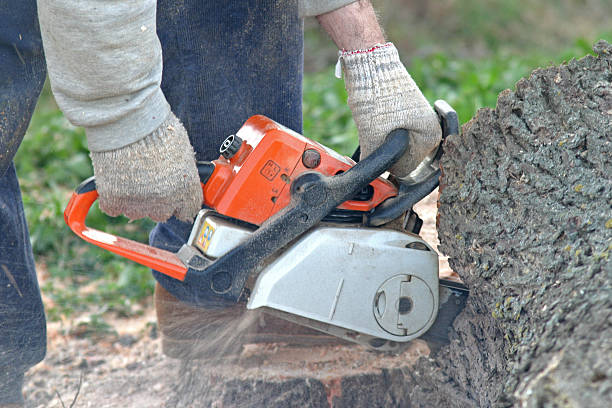 Best Hazardous Tree Removal  in Onancock, VA