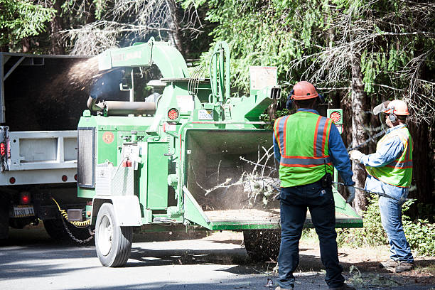 Best Palm Tree Trimming  in Onancock, VA