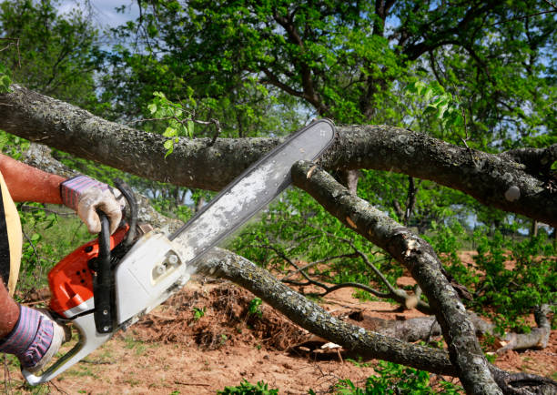 Best Tree and Shrub Care  in Onancock, VA