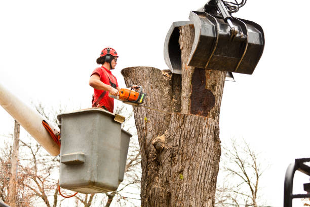 Best Tree Maintenance Programs  in Onancock, VA